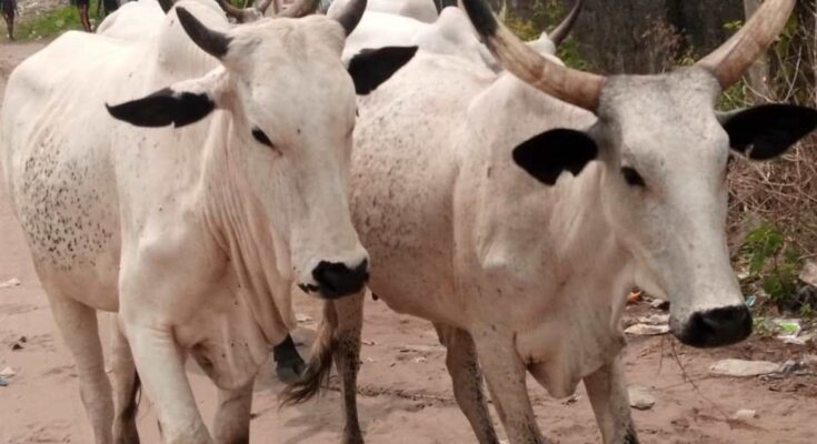 Christmas: Cow goes crazy, kills newly-wed in Bayelsa