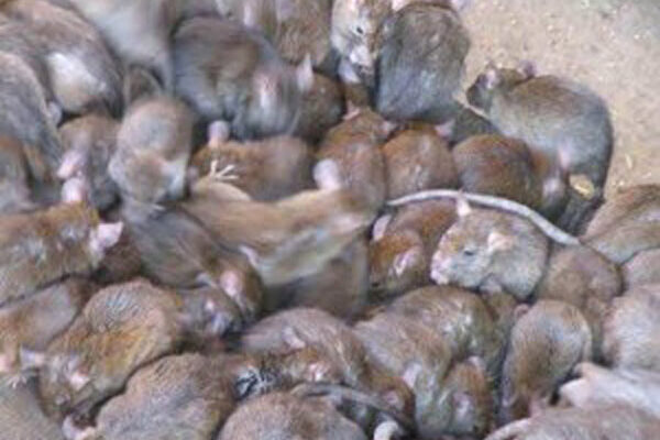 Edo Confirms 115 Cases, 13 Deaths From Lassa Fever