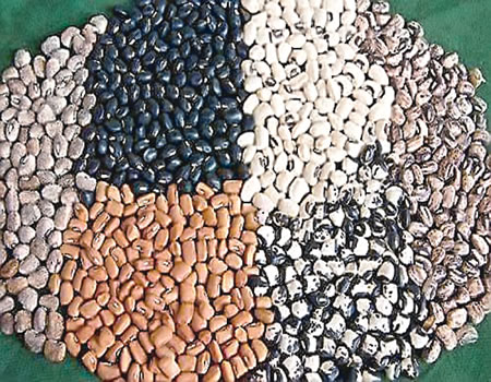 beans COWPEA, PBR cowpea, IAR, AATF, stewardship committee for PBR cowpea