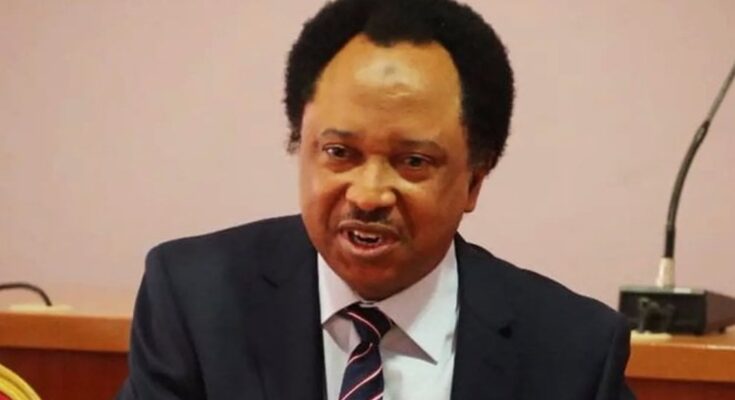 If Obidients Are Removed From Political Space, There Will Be Peace In Nigeria – Shehu Sani