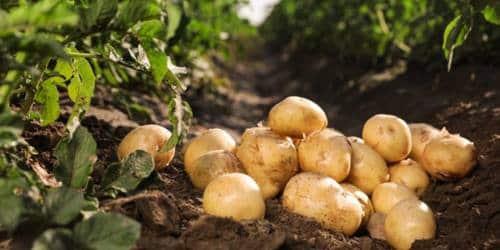 Food Security: FG launches  National Potato Strategy