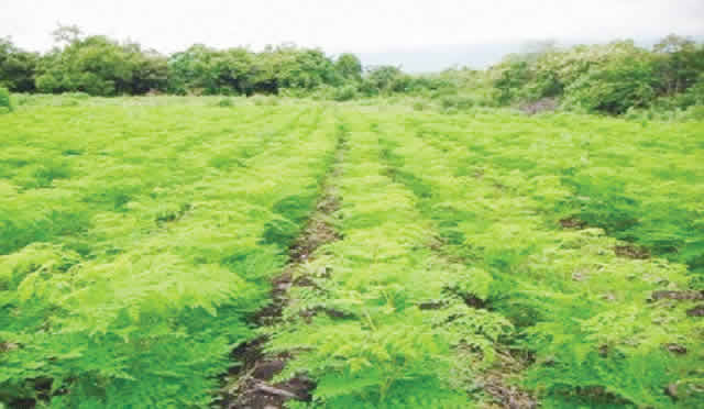 How Moringa value chain can create 77,400 jobs in Nigeria — Farmer