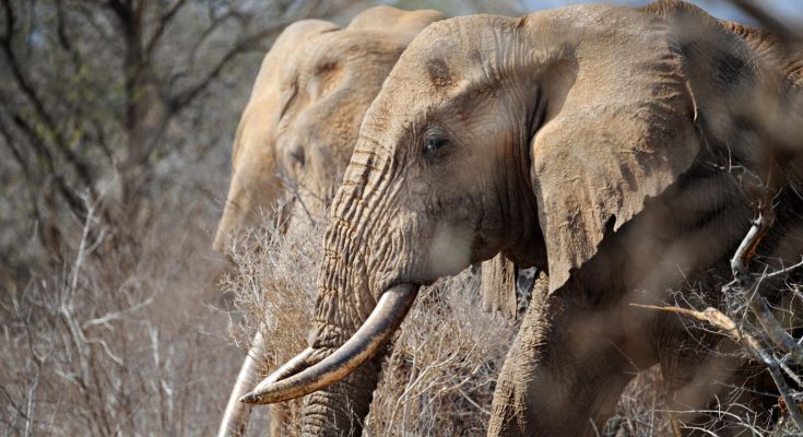 NVMA condemns brutal killing of two elephant calves in Borno