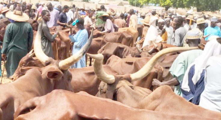 Miyetti Allah concerned over Abia, Enugu, cattle market demolition