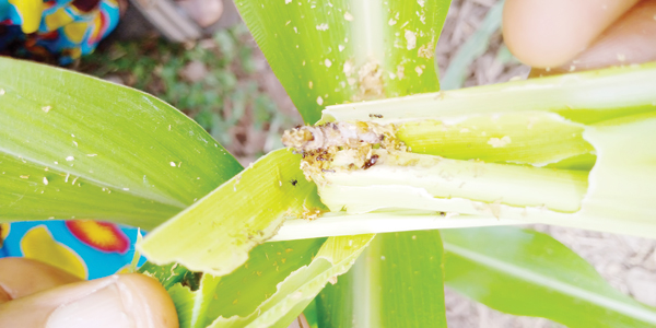 Bioeconomics and Management of Fall armyworm (Spodoptera frugiperda)-