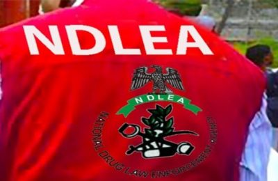 NDLEA arrests 415 suspects, seizes 1.2 tonnes of hard drugs in Bauchi