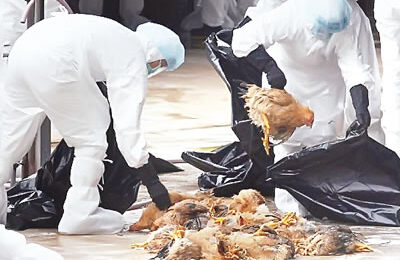 Bird flu spreads, Bird Flu: Compensate poultry farmers, PAN begs FG