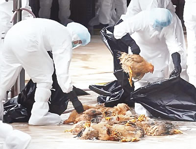 Bird flu spreads, Bird Flu: Compensate poultry farmers, PAN begs FG