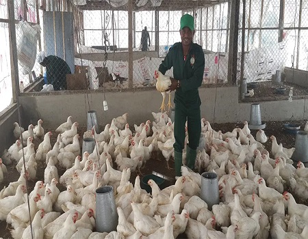 animal feed feed Farmers poultry broiler processing, Poultry farmers