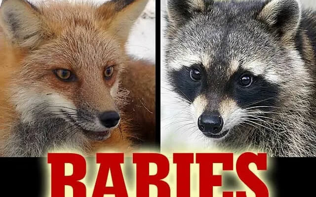 Nigeria Records 53 Rabies Cases, 17 Deaths In 2 Years