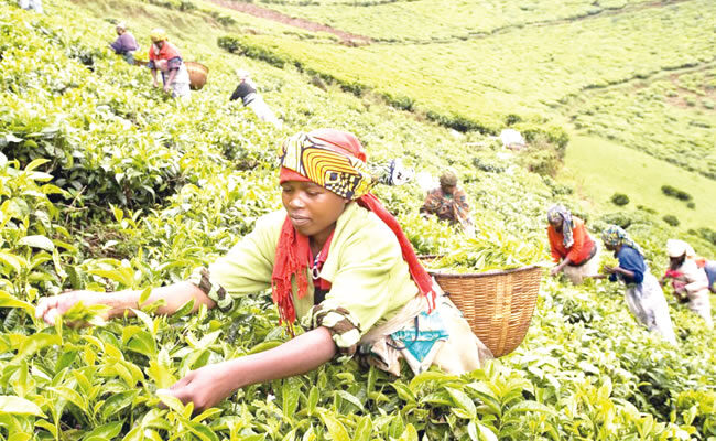 FG, Ondo govt seek more collaboration on agricultural development