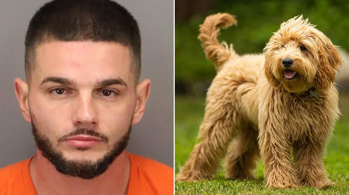 Man Arrested After Having Sex With A Dog In Front Of Children