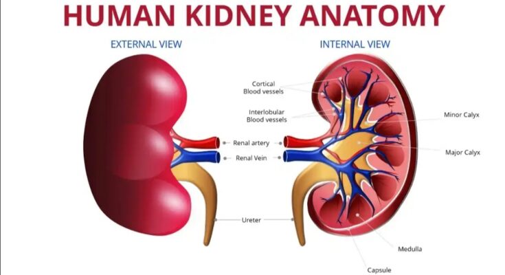 Nigeria Has Only 250 Kidney Specialists – Nephrologist