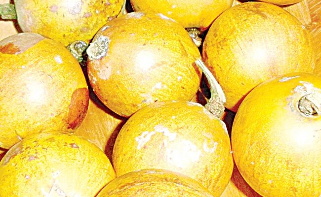 African star apple effectively controls fertility, poor libido induced by diabetes, hypertension —Experts