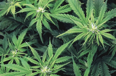 Is marijuana safe? - Tribune Online