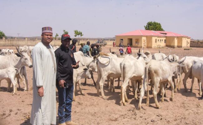 Recovered herds of cattle handed over to Alkaleri