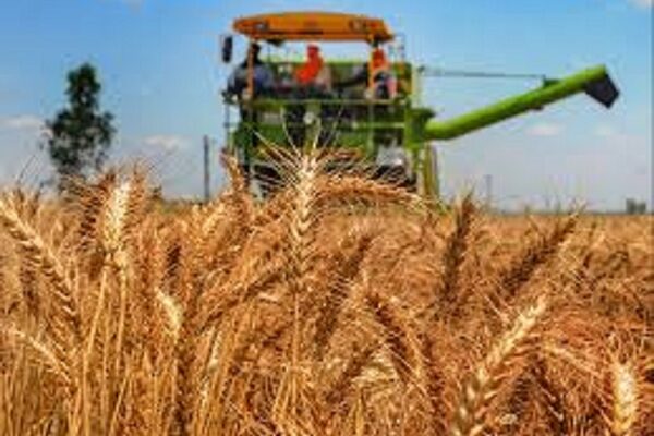 Wheat farmers target one million MT in 2022/2023 season