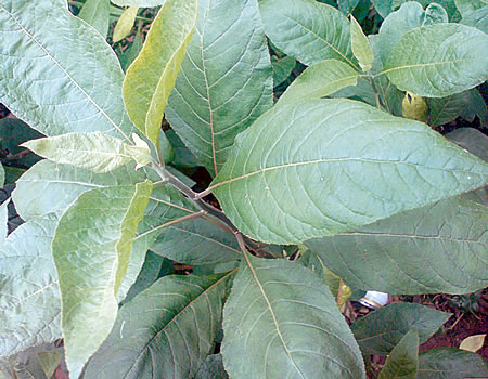 Why bitter leaf helps to lower blood pressure — Experts