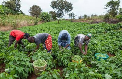 AATF reinstate commitment to improving farmers’ livelihood