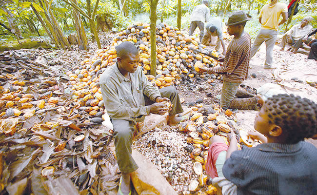Cocoa farmers to partner CRIN to achieve shorter production cycle