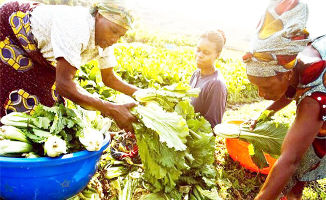 farmers climate women farms Nigerian govt prioritised agriculture