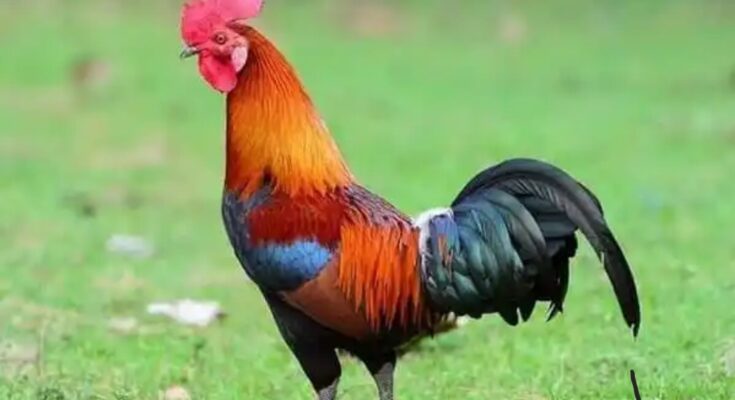 Court Sentences Cock To Death By Slaughtering For Incessant Noise Making