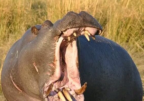 Hippopotamus Kills Pregnant Woman At River Benue