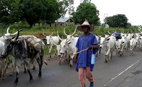 Ondo Farmers Lament Headmen Attacks, Beg Akeredolu, For Quick Intervention