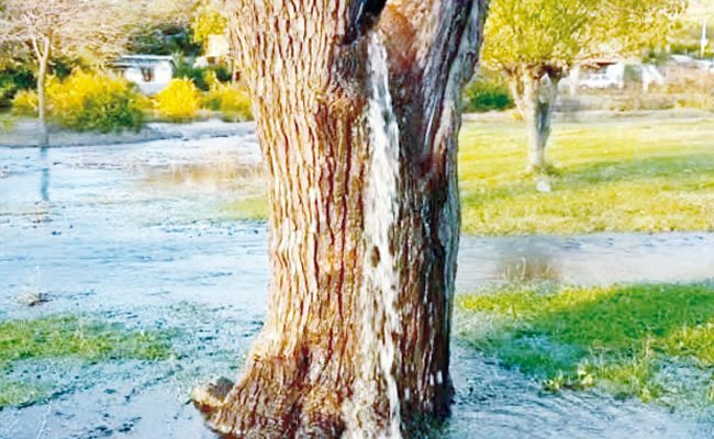 101-year-old tree that gushes water in Europe