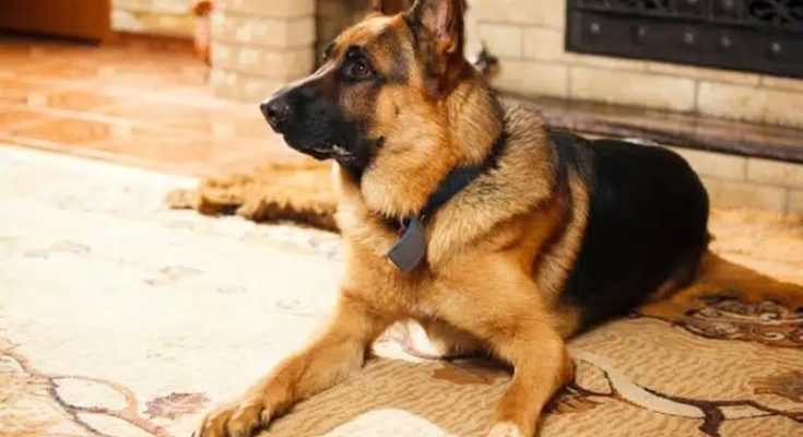 13-Year-Old Girl Running From Dog Electrocuted To Death In Lagos