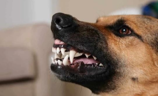 Police arrest owner of Alsatian dog that kills child, injures mother in Osun