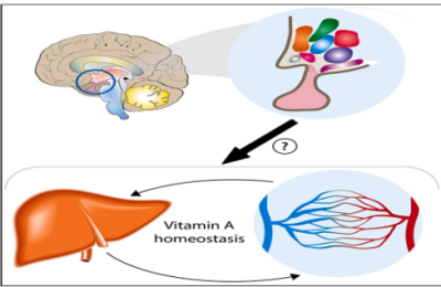 Researchers find that brain, not liver, controls body’s  vitamin ‘A’ balance