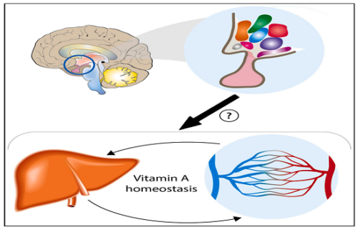 Researchers find that brain, not liver, controls body’s  vitamin ‘A’ balance