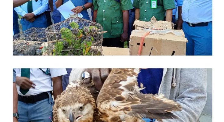 Customs Intercept Live Parrots, Hawk Worth N6m En Route Benin Republic