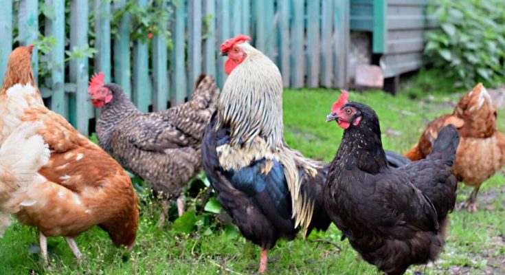 Farm Manager Accused Of Stealing N5.4M Worth Of Chickens