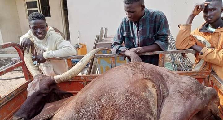 Gombe NSCDC nabs eight suspects for selling meat from dead animals