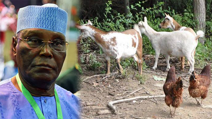 ATIKU WITH LOCAL GOATS, CHICKENS