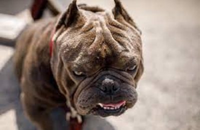 Rishi Sunak bans American XL bully dog breed from UK