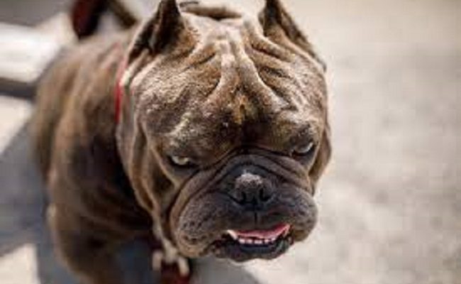 Rishi Sunak bans American XL bully dog breed from UK