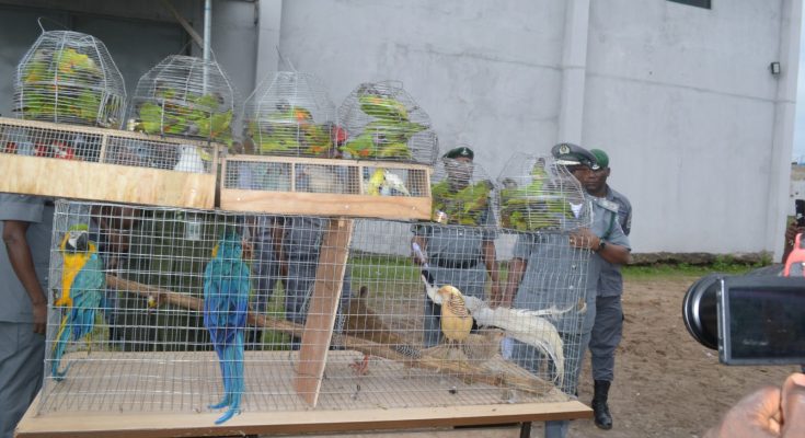 Seme Customs intercepts 105 Parrots worth N24.9m from Togo, Katsina