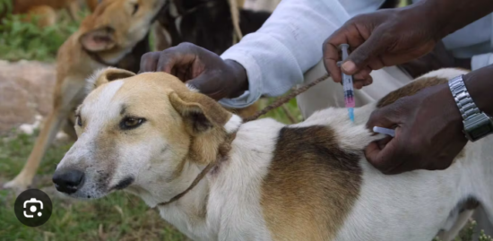 Vaccinate dogs yearly against rabies, FG urges dog owners 