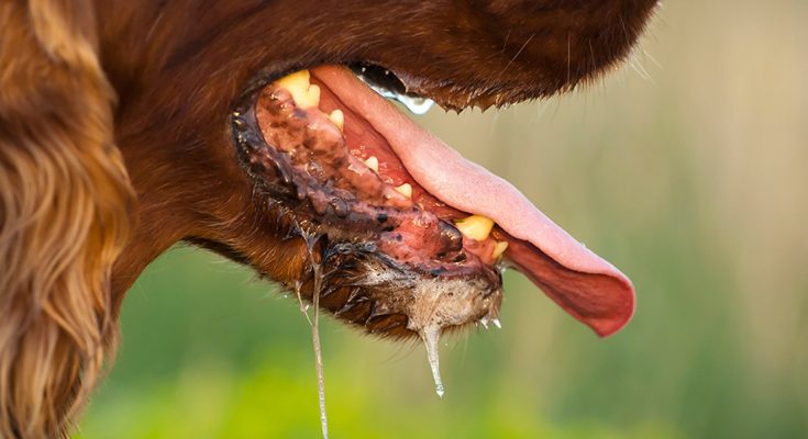 World Rabies Day: FG embarks on mass vaccination