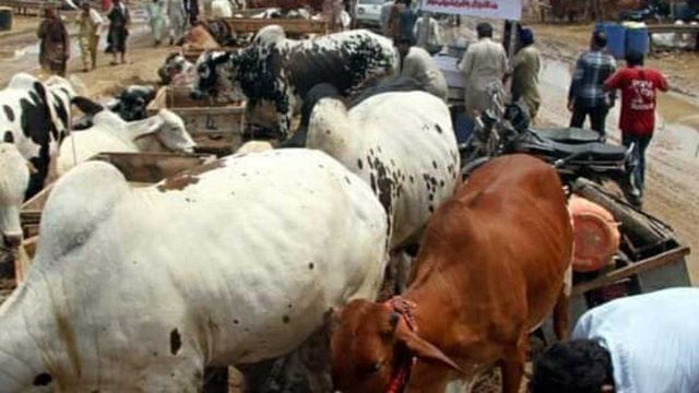 Abia govt denies sacking Lokpanta cattle market dealers