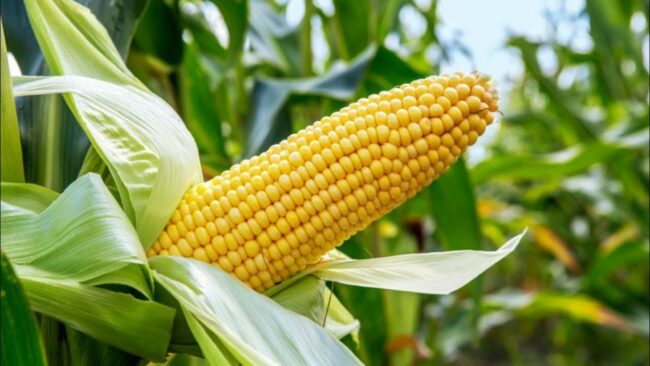Farmers to plant high-yielding TELA maize variety June 2024 — Prof Adamu