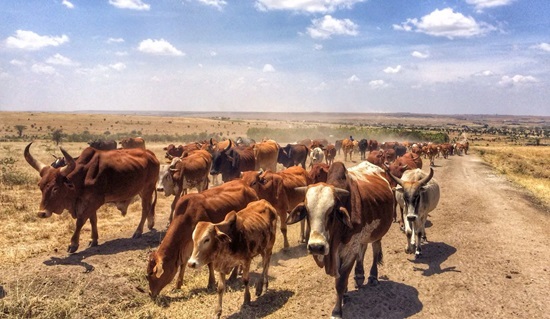 Cattle rustling: Butchers suspend members in Kogi