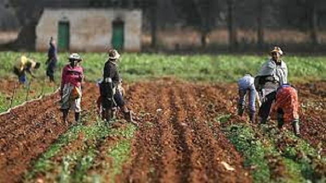 Agriculture, Wacot, Farmers