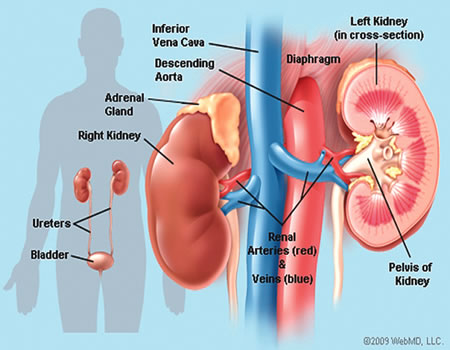 kidney disease?