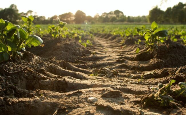 Soil depletion threatening food security, experts raise concerns