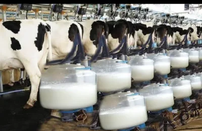 Kano govt to spend N3.9bn on milk collection centres