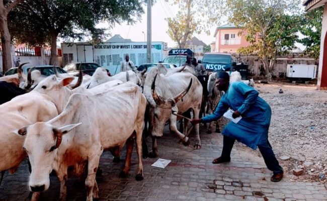 NSCDC intercepts two trucks of rustled cows in 